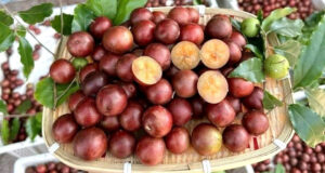 5 qua dac san o an giang moc chi chit vi chua ngot la mieng hap dan du khach 1138