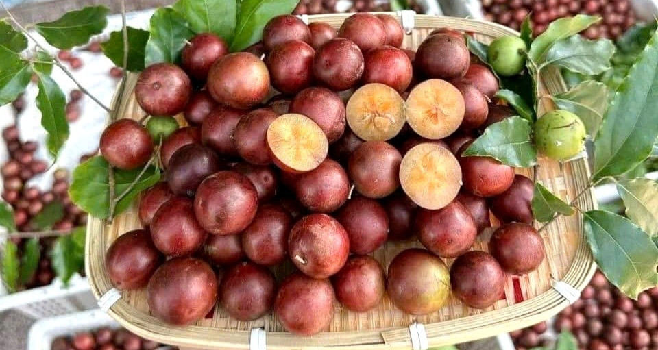 5 qua dac san o an giang moc chi chit vi chua ngot la mieng hap dan du khach 1138