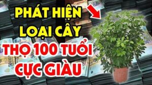 6 Cay Goi Tien Gia Chu Lam Dau Thang Day 204514
