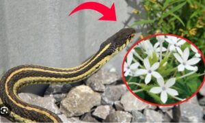 6 dau hieu chung to ran o trong vuon nha ban xu ly ngay 221815