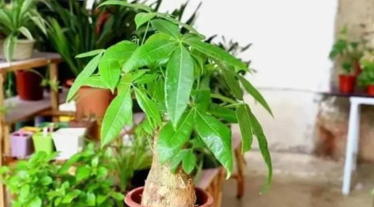 6 loai cay canh hiem khi no hoa nhung khi no duoc xem la diem bao may man cho gia chu 161911