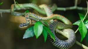 6 loại cây trồng trong nhà giúp đuổi rắn 1 6 loai cay trong trong nha giup duoi ran 233856