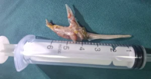 62413616837460013922326515546966773021471788n 1776734369469932427386 170 0 1242 2048 crop 1776734474