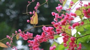 6F572Fe16Fe8A23F0C3A6Fa4E53Ce8C4 Y Nghia Phong Thuy Cach Trong Hoa Ti Gon Cho Cay Leo Dep Va Hoa No