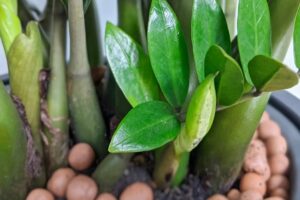 7 Loai Cay Mang Ve Nha Hut Tien Nhu Nam Cham Co 1 7 Cay Cung Tha Ho Huong 125622