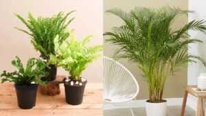 7 Loai Cay Trong Nha Giup Thanh Loc Khong Khi Ngan Nam Moc Gay Hai Suc Khoe 154945