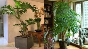 90 nha giau deu dat nhung loai cay nay trong phong khach chi can mot chau tai loc tu tim den 143749