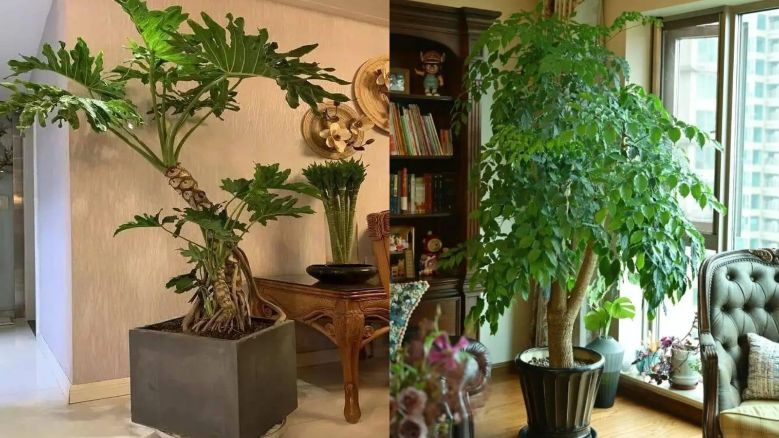 90 nha giau deu dat nhung loai cay nay trong phong khach chi can mot chau tai loc tu tim den 143749