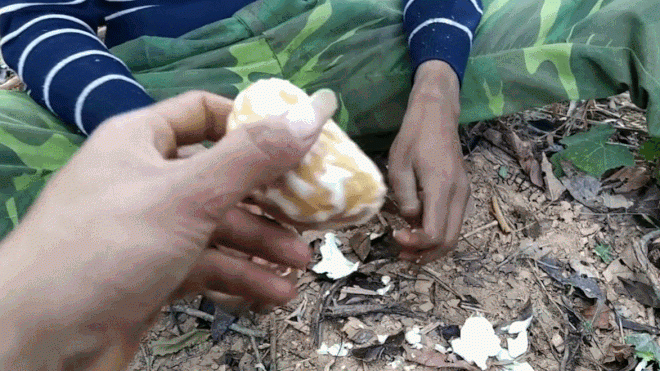Quả 'lạ' ở miền Bắc nhìn giống bưởi, dân hái về dùng thay mỡ lợn, dầu ăn Qua la o mien Bac nhin giong buoi dan hai ve dung thay mo lon dau an ezgif 7e76ca81aa459b 1746689269