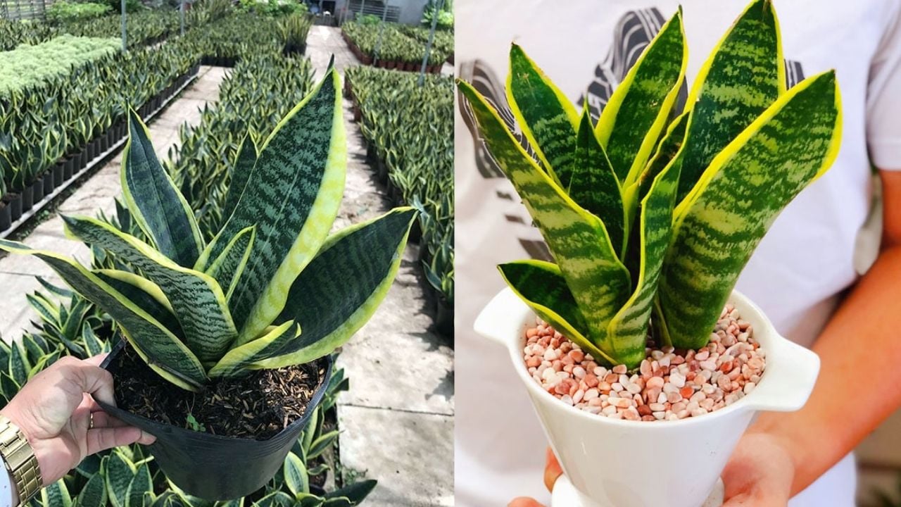 ai nen trong cay luoi ho 2 menh hop trong cay nay nhat 223430