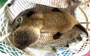 anh giao nop rai ca 1