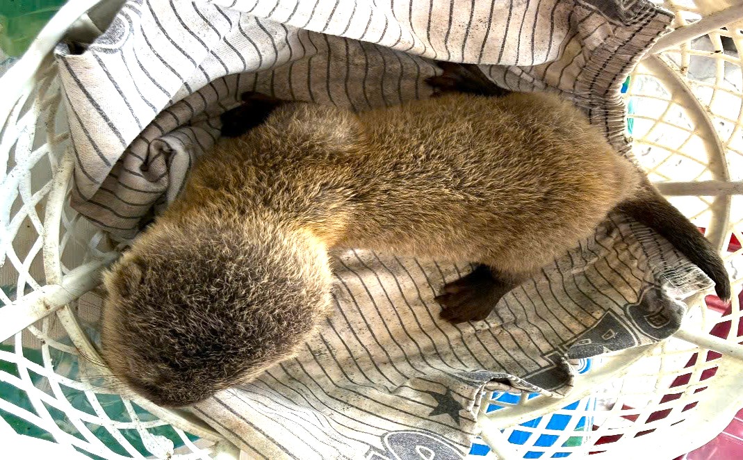 anh giao nop rai ca 1