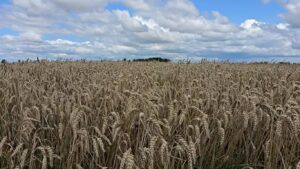 anh minh hoa theo englsmlv 20260404050239