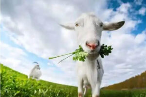 3 con giáp may mắn tuần mới, báo hiệu một năm hanh thông 1 anhdd 1 1914