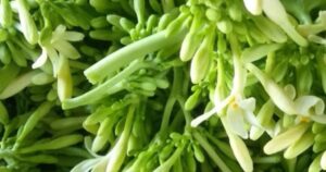 Avatar1761525979287 1761525979509476972165 0 0 276 441 Crop 1761526002858619320128