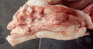 Avatar1761728474497 17617284754881463406258