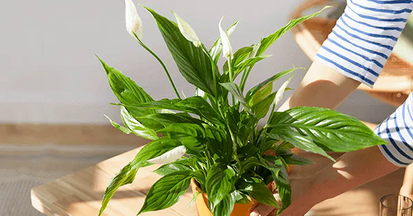 Avatar1762843503055 17628435034351536852127