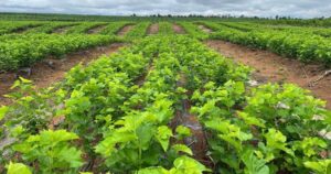 Avatar1763163061858 1763163062506213206395