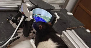 Avatar1765869857026 17658698573321807983723 1 0 315 600 Crop 1765869875710904676096