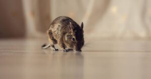 Avatar1766311034354 1766311035112522860216 12 0 640 1200 Crop 17663111432042087844672