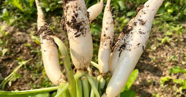 Avatar1766715123337 1766715123938491764344