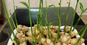 Avatar1766880858164 1766880859412520038691 0 0 308 590 Crop 1766880878592968047869