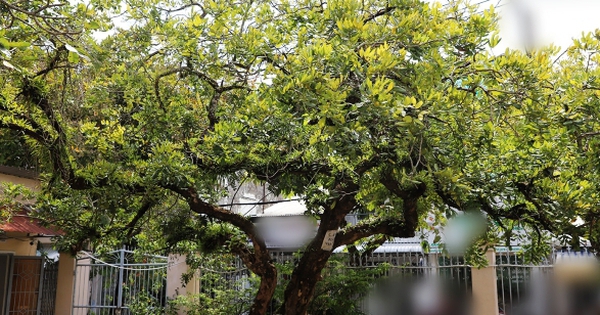 Avatar1766995147907 1766995148487823363511