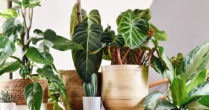 Avatar1767154455521 1767154461499237970376 0 0 314 600 Crop 1767154556410338450082