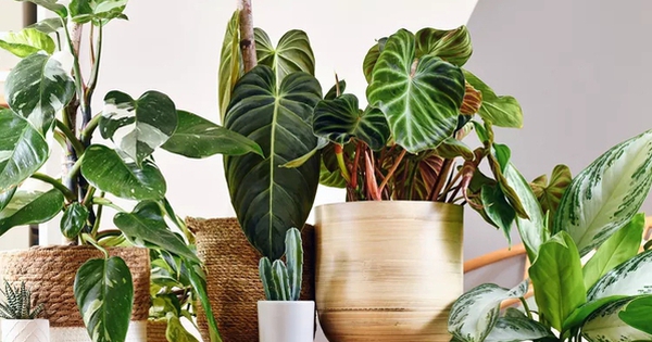 Avatar1767154455521 1767154461499237970376 0 0 314 600 Crop 1767154556410338450082