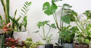 Avatar1767166566193 176716656752336472308