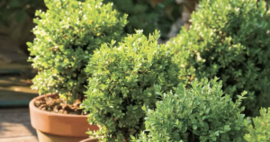 Avatar1767619845859 17676198469911770204661