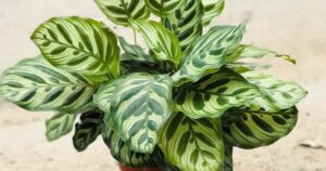 Avatar1767686473363 1767686473834811683189