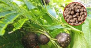 Avatar1767687624444 1767687624742813290786 0 0 1006 1920 Crop 176768768088225964953