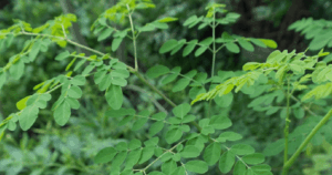 Avatar1767872837704 1767872838209182815409 0 0 314 600 Crop 1767872932739212243132