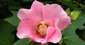 Avatar1767928587111 1767928589372287050060 0 0 310 593 Crop 17679286218342002345573