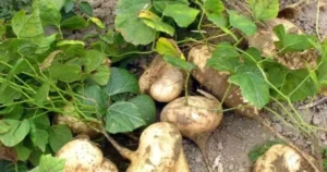 Avatar1768000973474 17680009742161690029881.Webp