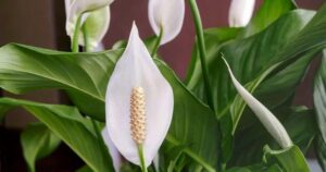 Avatar1768279726328 17682797282861691959974