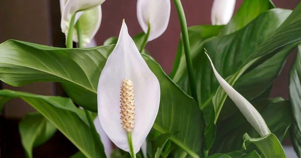 Avatar1768279726328 17682797282861691959974