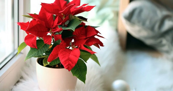 Avatar1768464577285 17684645776001152996365