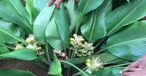 Avatar1768703252375 1768703252922159607517.Webp