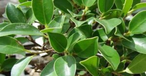 Avatar1768881652318 1768881652727708292701 0 0 314 600 Crop 1768883657172577456517