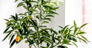 Avatar1768899182721 17688991832301281448618