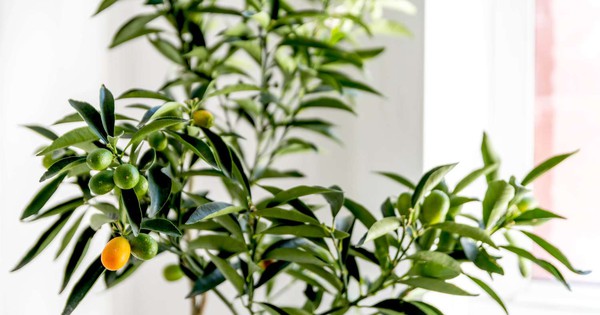 Avatar1768899182721 17688991832301281448618