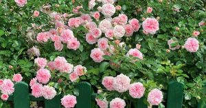 Avatar1769067279884 17690672809091121098830