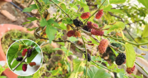 Avatar1769070165298 1769070166436381273149 0 0 314 600 Crop 1769070356450328725566