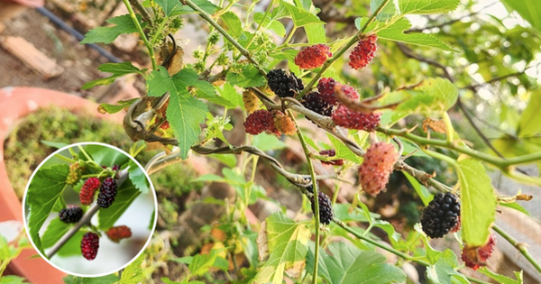 Avatar1769070165298 1769070166436381273149 0 0 314 600 Crop 1769070356450328725566