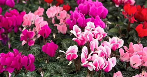 Avatar1769139842814 1769139843154627875884