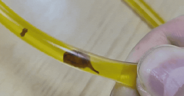 Avatar1769407446455 1769407447129111416038