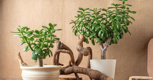 Avatar1769419578898 1769419579175775926083 0 0 314 600 Crop 17694196661651916947302