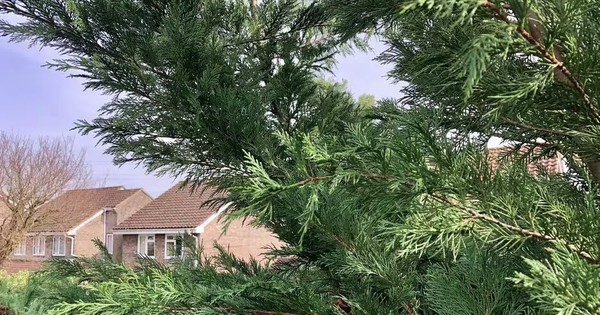 Avatar1769674431355 17696744318201620640856